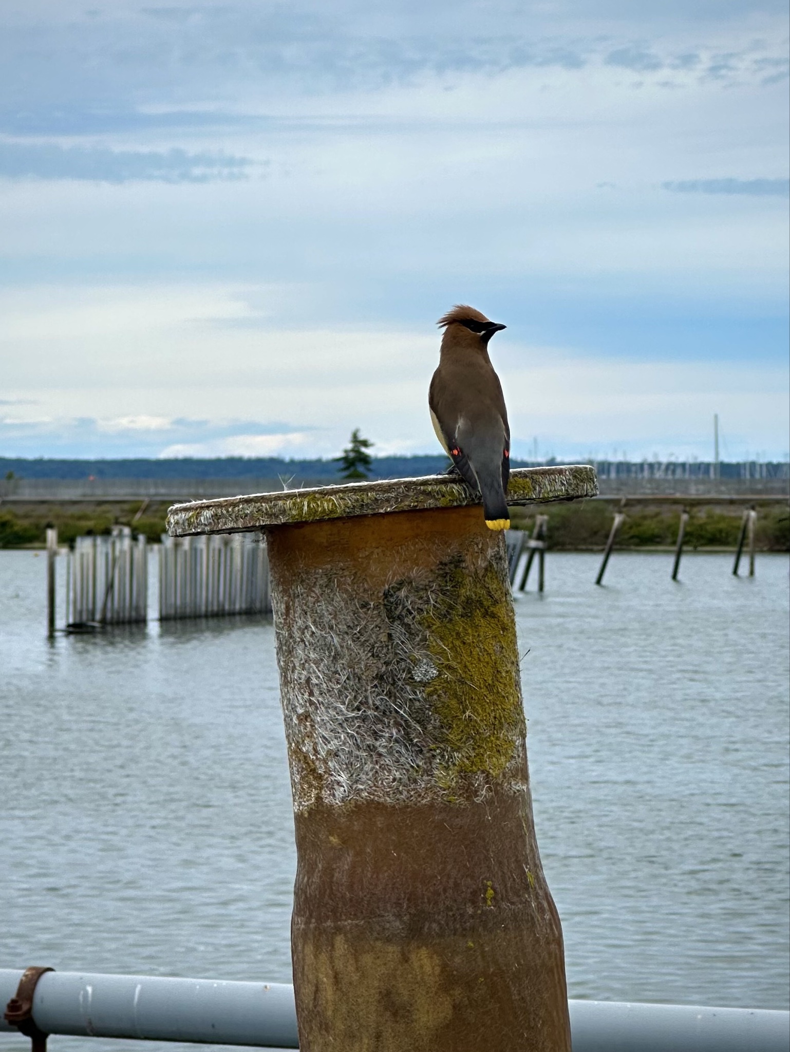 Bird photo 1 by Arthur De Araujo