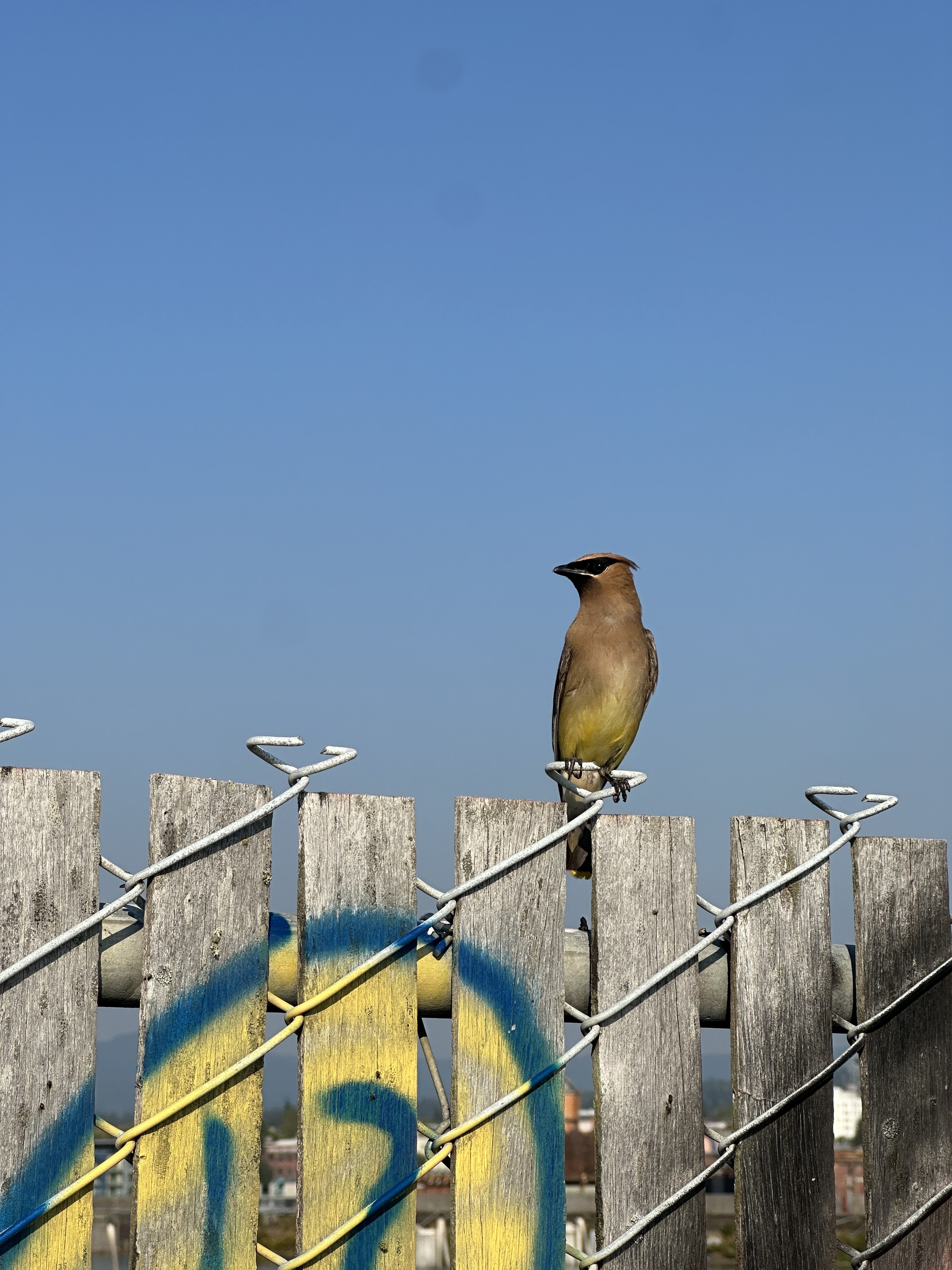 Bird photo 2 by Arthur De Araujo