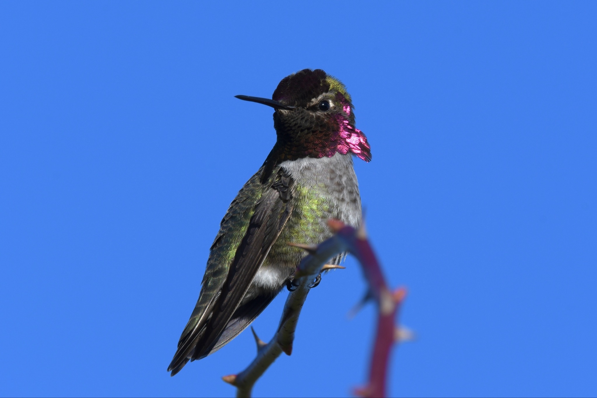 Bird photo 1 by Arthur De Araujo