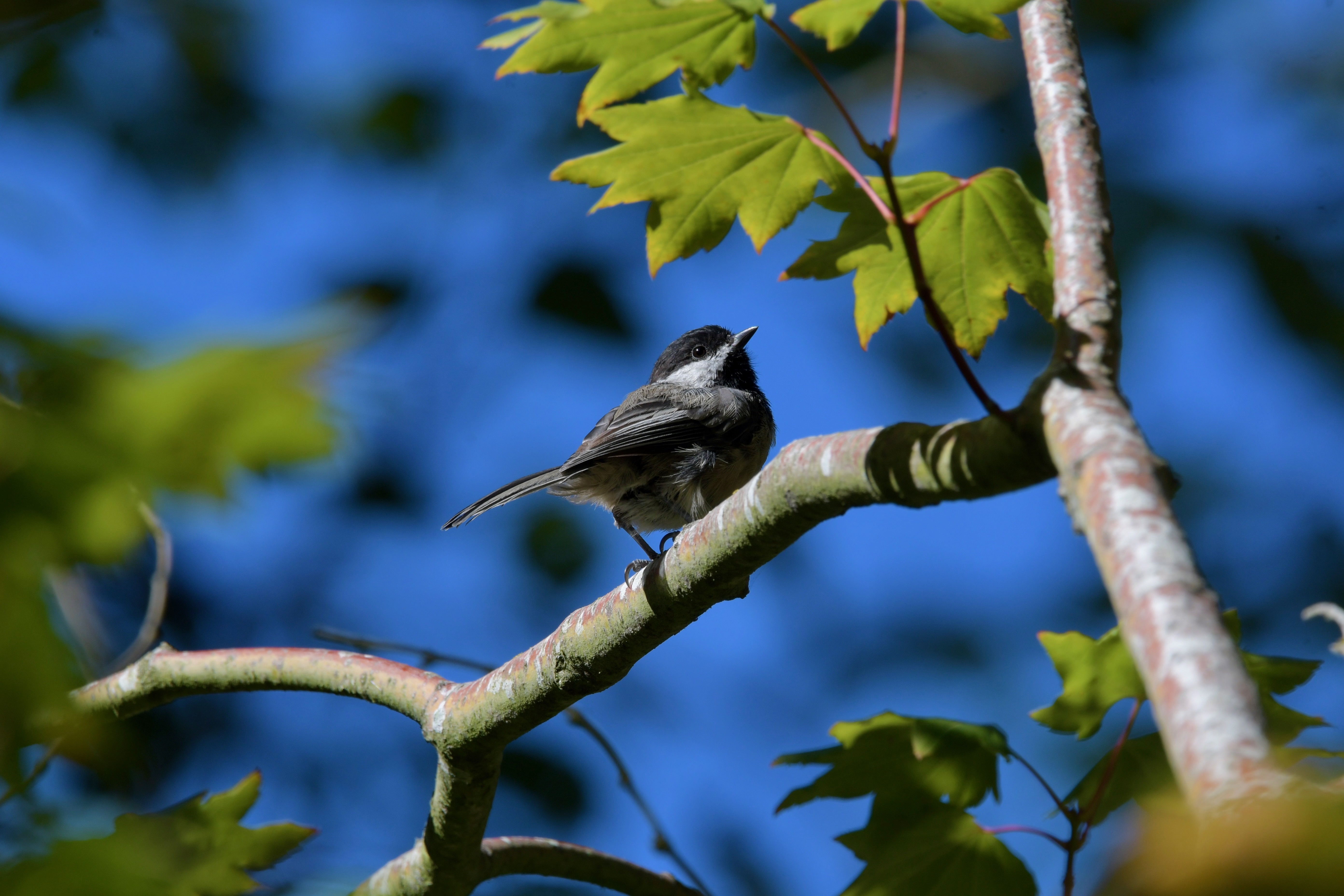 Bird photo 1