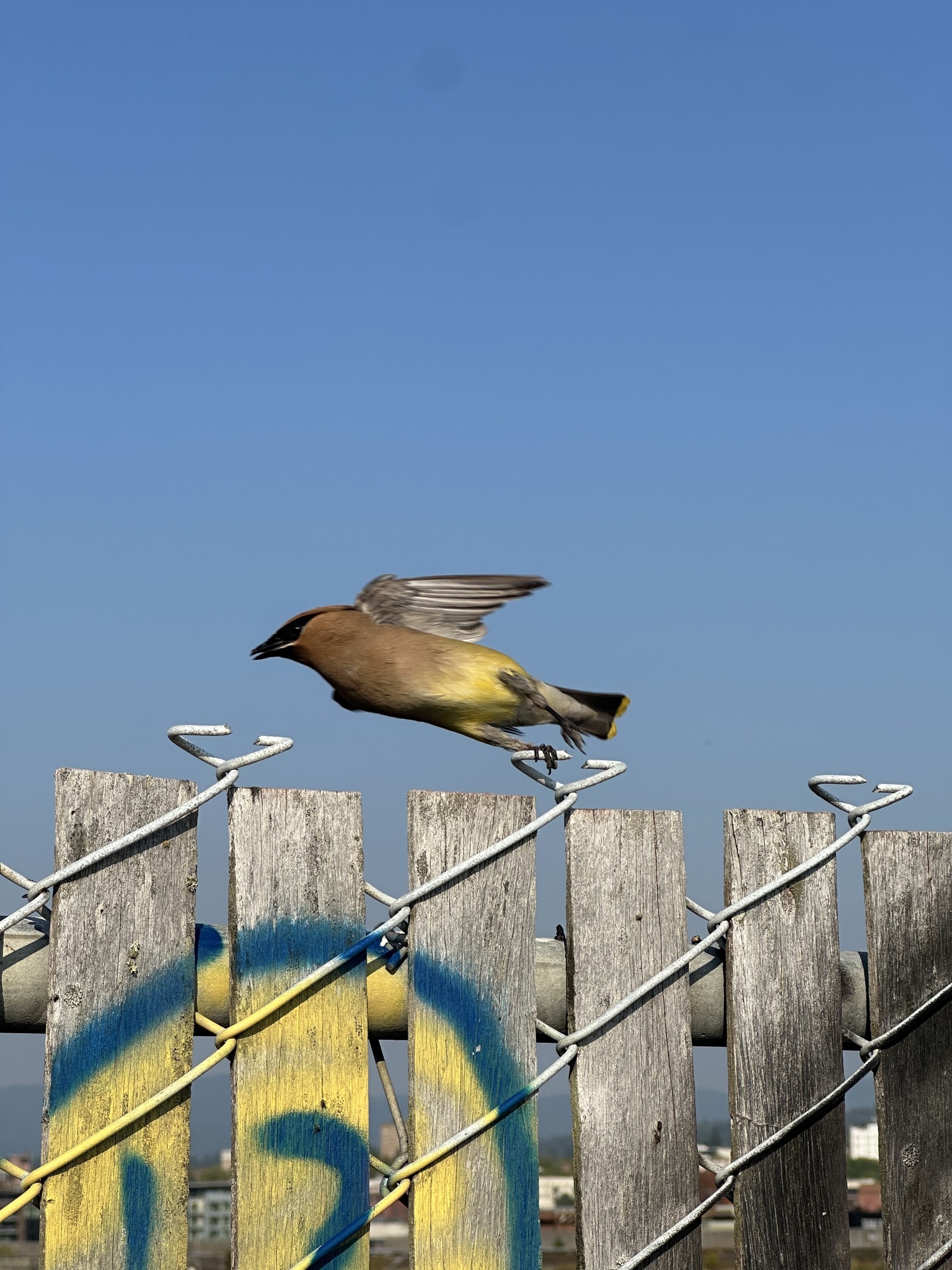 Bird photo 1 by Arthur De Araujo